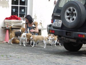 Beaglebesuch