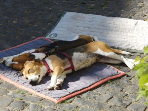 Wie Oelsardinen am Strand