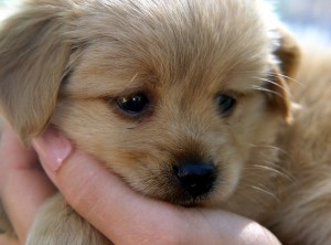 Vertrauen zwischen Hund und Mensch