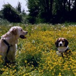 Percy und Nathan in Butterblumen